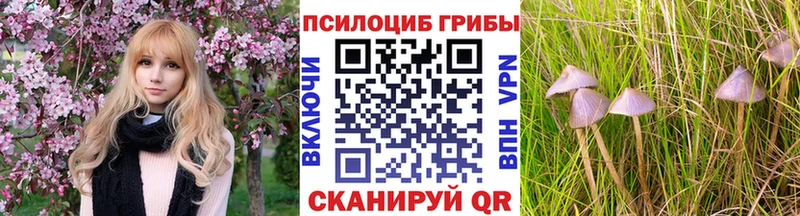 купить  цена  Хвалынск  Псилоцибиновые грибы Psilocybe 